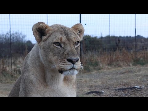 Видео: Встречайте -  львичка Джой!