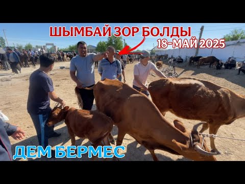 Видео: 18-МАЙ/2025/ШЫМБАЙ МАЛ БАЗАРЫ/АРЗАНБА БУГИН?/ДЕМ БЕРМЕС МАЛ БАЗАР/АТ БАЗАР 2025/МАЛ БАЗАР 2025