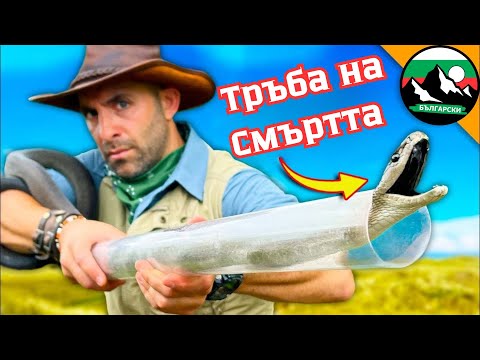 Видео: Спасяване на Черна Мамба 🐍 Най-смъртоносната Змия в Света | Brave Wilderness Български