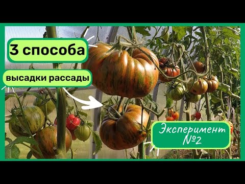 Видео: Рассада томатов: заглублять или нет?