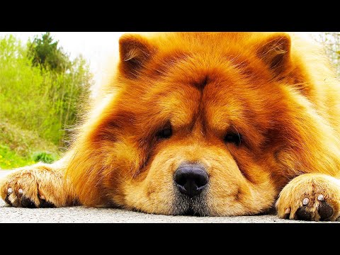 Видео: ЧАУ-ЧАУ. Происхождение породы и воспитание. Собаки от А до Я (DOGS FROM A TO Z)