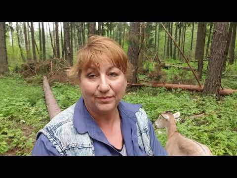 Видео: раннее покрытие испортило козу/ неперестою говорить...