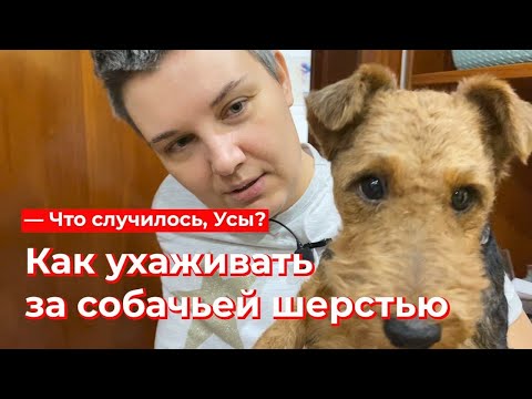 Видео: Что случилось, Усы? Как ухаживать за собачьей шерстью