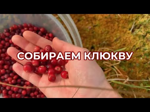 Видео: Собираем клюкву | Ранняя осень 2024 | Сбор ягод