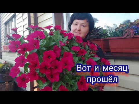 Видео: мой палисадник. петунии через месяц после высадки. чем кормила в июне.