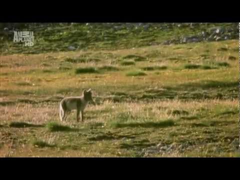 Видео: Арктика. Тундра. Ледяная пустыня. Гренландия