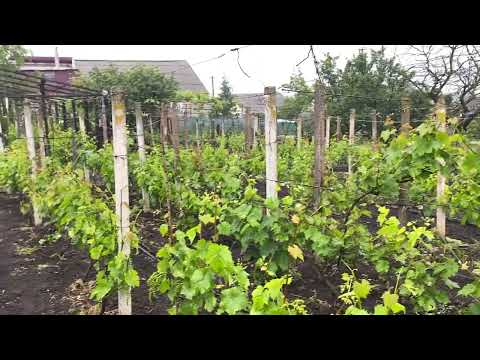 Видео: Антракноз! Уже есть на виноградниках, принимайте меры. Какими препаратами работать и эффективность