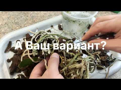 Видео: Точка роста сгнила полностью, но нижний листик ещё держится. Без фунгицидов не обойтись!