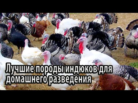 Видео: Лучшие породы индюков для домашнего разведения