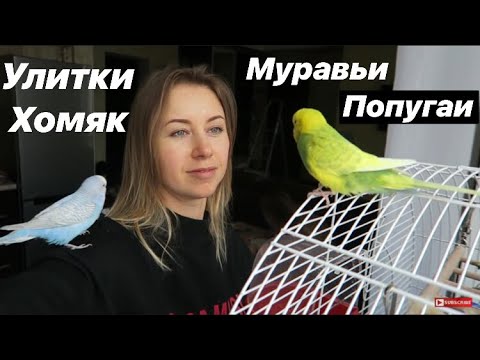 Видео: ПЕРЕСЕЛЯЮ ВСЕХ ЖИВОТНЫХ! ВЫЛЕЧИЛИ ГЛАЗ ЭМИ! ПОПУГАИ ВЫЛЕТЕЛИ! ГДЕ ЖИВУТ УЛИТКИ?