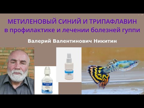 Видео: Метиленовый синий и трипафлавин в профилактике и лечении болезней гуппи. Часть 2.
