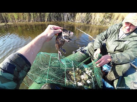 Видео: Кто же с ней сделал такое.......Ловили раков, а поймали ее.