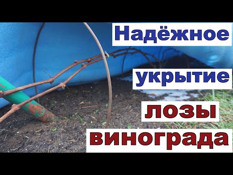 Видео: Укрытие винограда на зиму. Сезон 2023г.