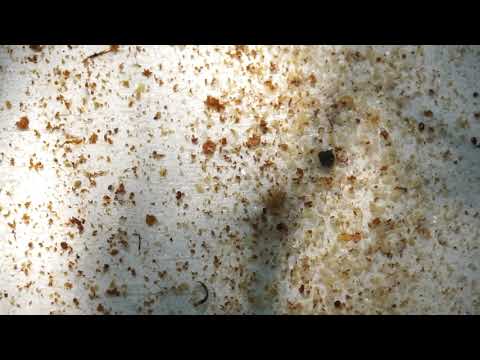 Видео: ПИХТОВОЕ МАСЛО, РЕЗУЛЬТАТ ОБРАБОТКИ