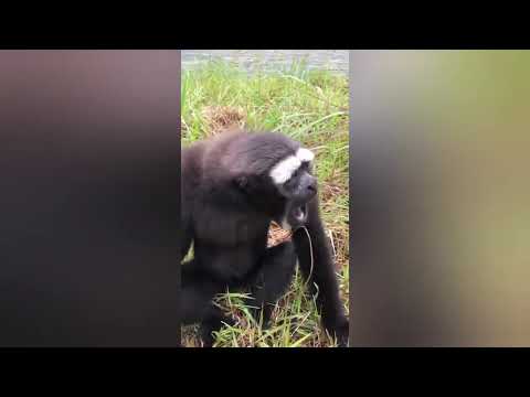Видео: Обезьяны атакуют. )))))))