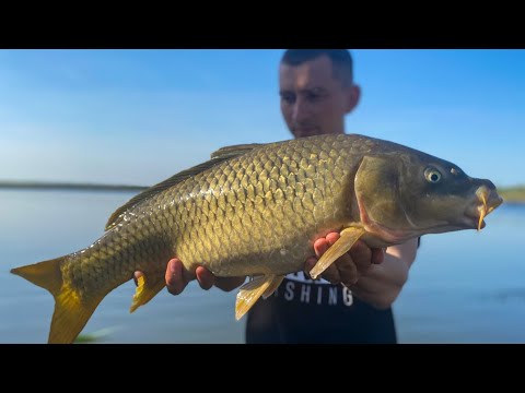 Видео: ТАКОГО КЛЕВА МЫ ЕЩЕ НЕ ВИДЕЛИ. РУКИ БОЛЯТ ТАСКАТЬ. Карпфишинг Рыбалка на карпа. Водоем Каневской