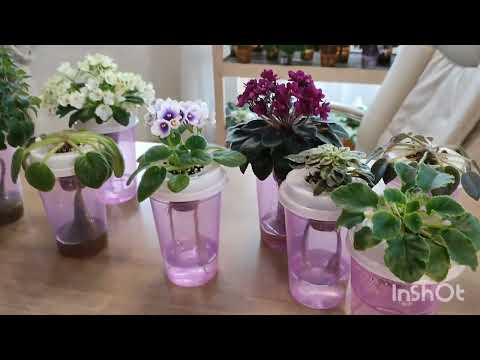 Видео: Пасынки на фиалках и другие разборки... Часть 2