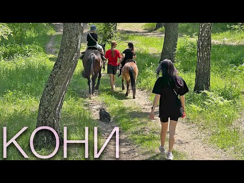 Видео: Кони