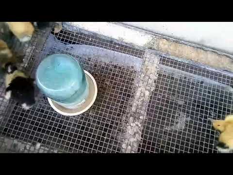 Видео: Смертельная болезнь утят