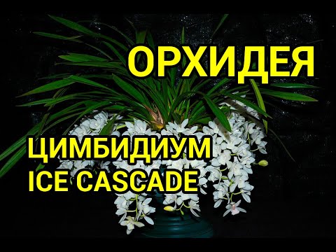 Видео: Цимбидиум Айс каскад (Cymbidium Ice Cascade)