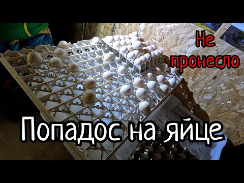 Видео: Опять эта Турция!!! Место для выращивания индюков. Новый пол у индюков