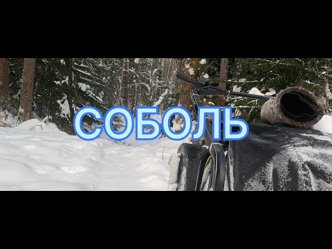 Видео: ПРОМЫСЕЛ/ ПРОВЕРКА КАПКАНОВ/ ПРОБИВАЮ ПУТИК/СОБОЛЬ