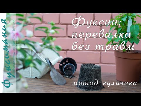 Видео: Перевалка фуксии: простейший способ