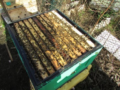 Видео: ответы на вопросы - нет расплода в семье пчел в августе, в чем причина, и как нарастить пчел в зиму