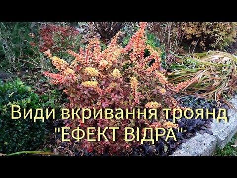 Видео: Види вкривання троянд. "ЕФЕКТ ВІДРА"