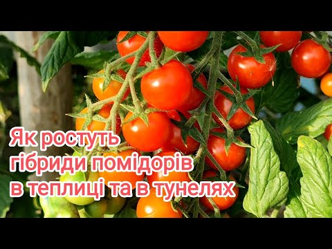 Видео: Огляд теплиці з помідорами на 2 липня.