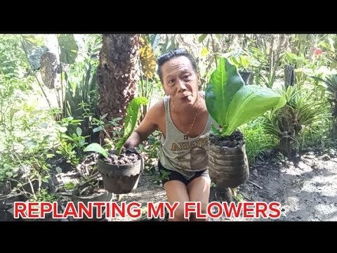 Видео: ПЕРЕСАДКА ЦВЕТОВ 🌺