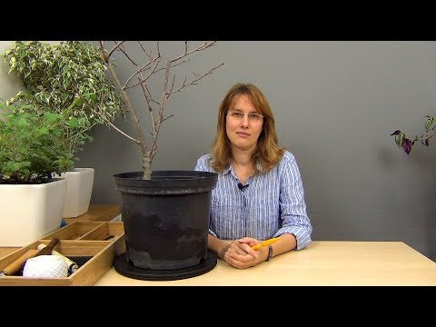 Видео: Бонсай из аронии черноплодной (ч.1).