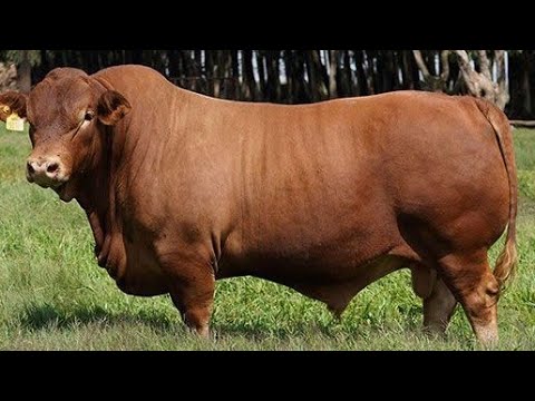 Видео: Американские инновации: три гибридные породы крупного рогатого скота меняют говядину