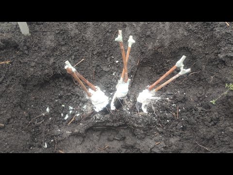 Видео: Осіннє щеплення винограду в голову куща