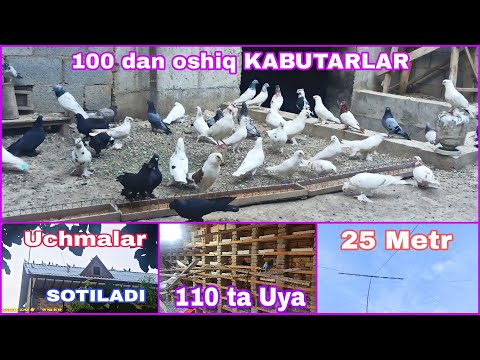 Видео: 100 дан ошик КАБУТАРЛАР ПОКИСТОН ва ЭРОН УЧМАЛАРИ сотилади +998935606961 POKISTON va ERON KAPTARLARI