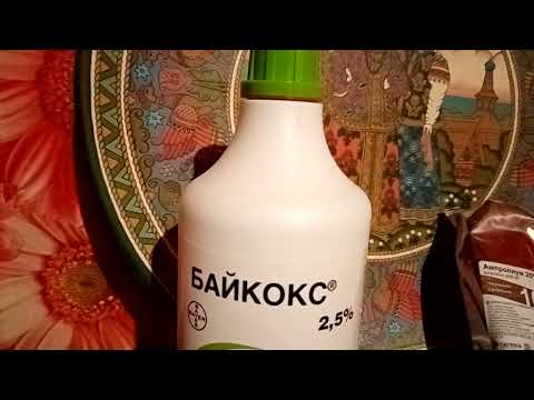 Видео: Кокцидиоз у цыплят, лечение и профилактика.