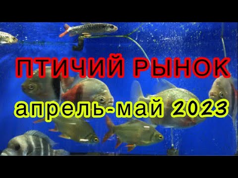 Видео: ПТИЧИЙ РЫНОК, САДОВОД. Москва. Обзор рыб за конец апреля-начало мая.