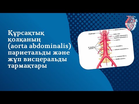 Видео: Құрсақтық қолқаның (aorta abdominalis) париетальды және жұп висцеральды тармақтары