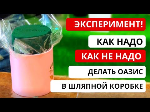 Видео: ОАЗИС В ШЛЯПНОЙ КОРОБКЕ! Как ПРАВИЛЬНО работать с оазисом, чтобы шляпная коробка не промокла?