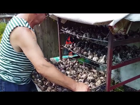 Видео: УБИРАЕМ ЧЕСНОК // ГУРТОМ И БАТЬКУ ЛЕГЧЕ БИТЬ // ЖИЗНЬ В ДЕРЕВНЕ