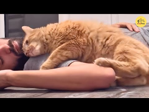 Видео: Он нашел эту застенчивую кошку в коробке, и теперь она отказывается спать без него