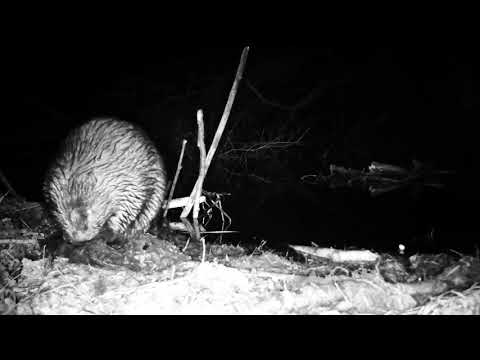 Видео: Постановка капкана на бобра. Приманка Beaver Creek  собирает друзей (31.10-1.11\2018)