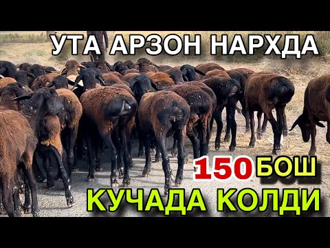 Видео: УТА СИФАТЛИ ТУХЛИ КУЙЛАР СОТИЛАДИ! 150 Бош Тухли КУЙЛАР! 