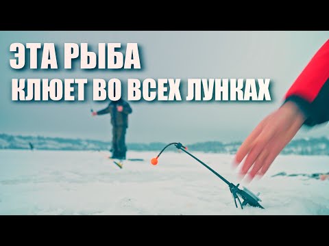 Видео: ПОКЛЕВКИ В КАЖДОЙ ЛУНКЕ. 30 МИНУТ БЕЗУМНОГО КЛЕВА. ВОТ ЭТО КЛАССНАЯ РЫБАЛКА!