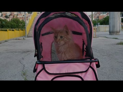 Видео: Реакция кота который впервые вышел на прогулку/Первая прогулка с "Беляшом"