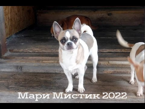 Видео: День ПЯТНИЦА 13  /05/2022 в питомнике собак ЧИХУА "Мари Мистик" / ПОКУПКИ для наших ПИТОМЦЕВ