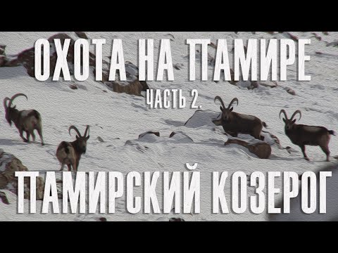 Видео: Охота на Памире. Часть 2. Памирский козерог. Hunt in Pamir. Part 2. Pamir Ibex.