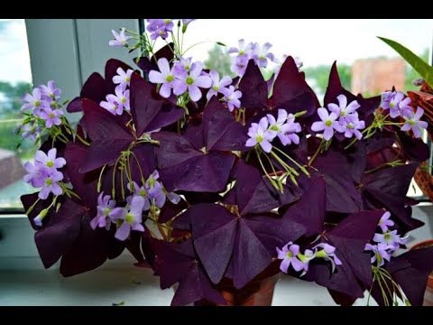 Видео: ОКСАЛИС (КИСЛИЦА, Oxalis) размножение тремя способами