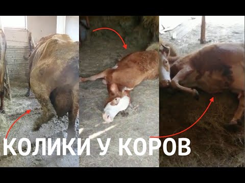 Видео: КАК Я ЛЕЧИЛ КОЛИКИ У КОРОВ