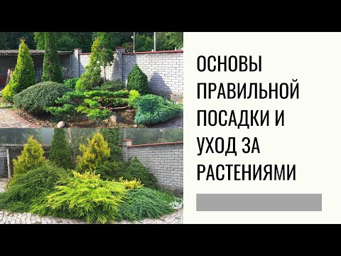 Видео: Основы правильной посадки и уход за растениями. Топирная стрижка. Ниваки.